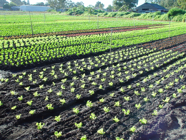 Blaucom: tecnologies de proximitat