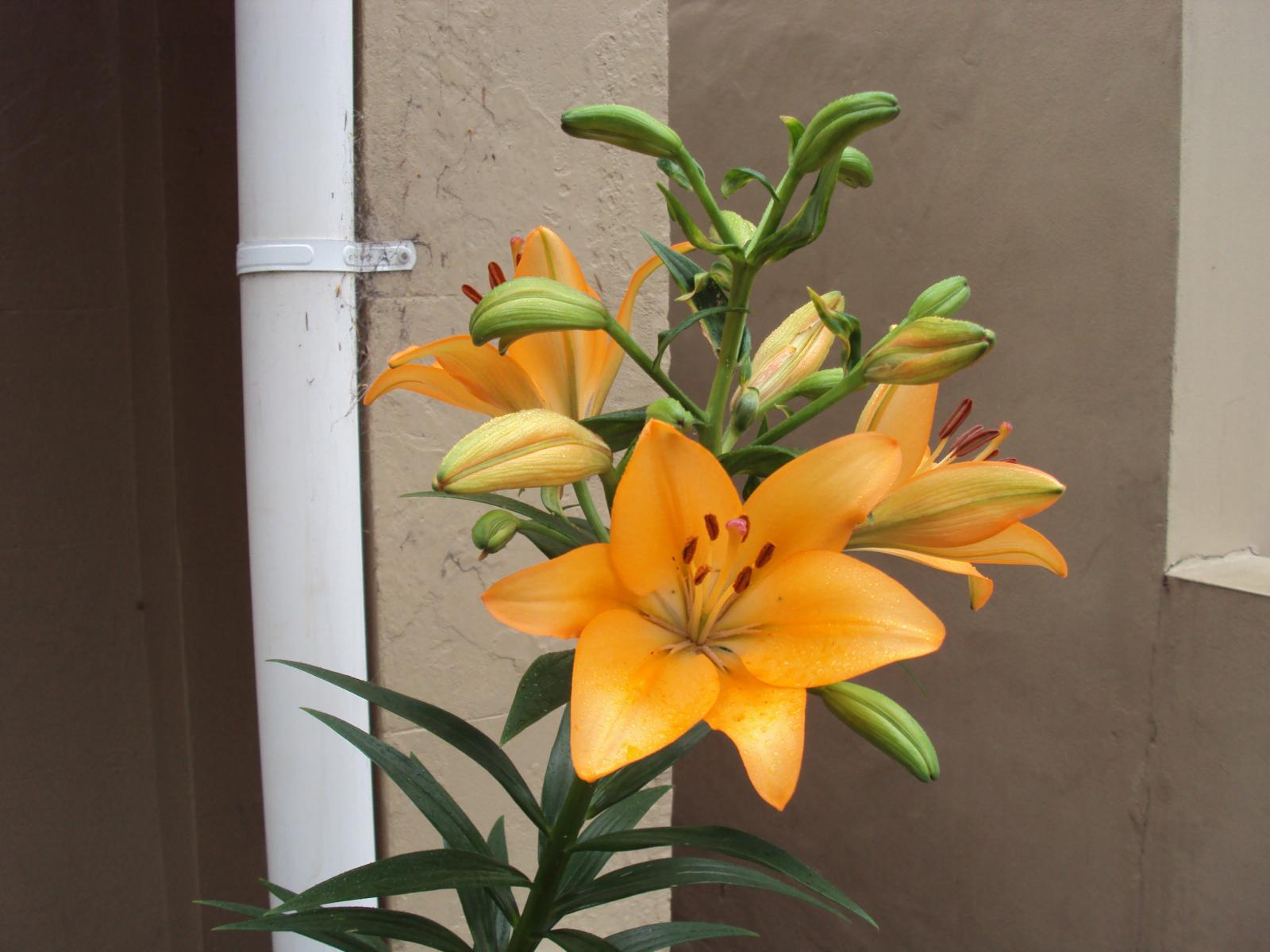 Blaucom: tecnologies de proximitat